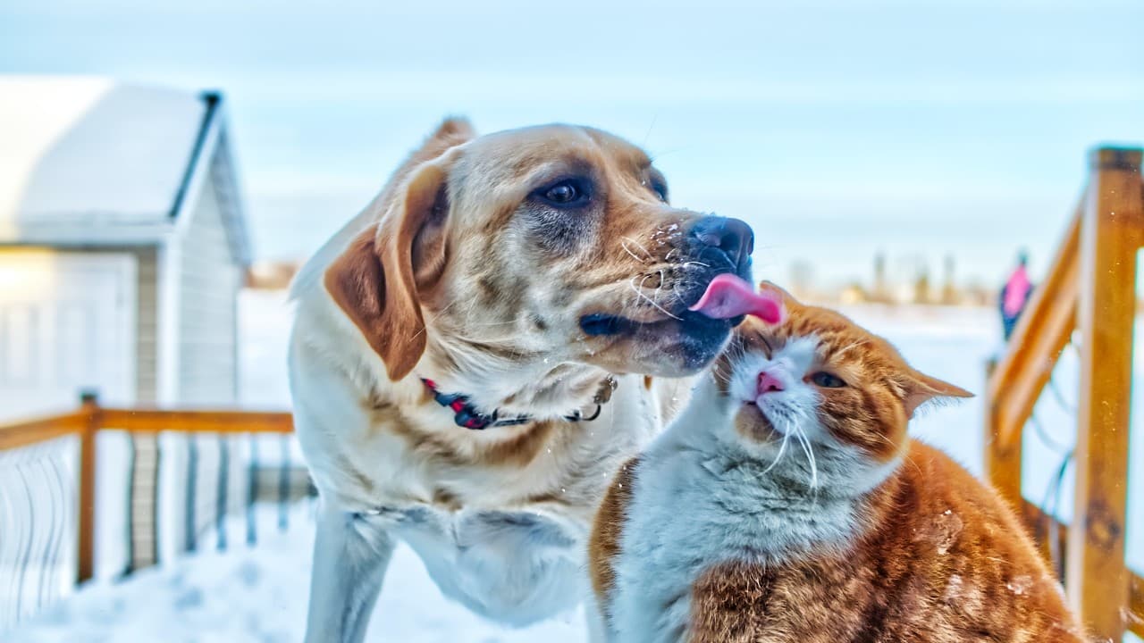 most popular animal videos of all time